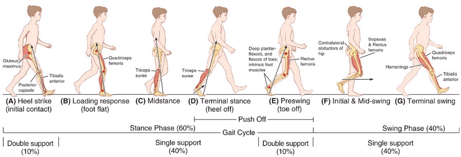 Gait Cycle Analysis