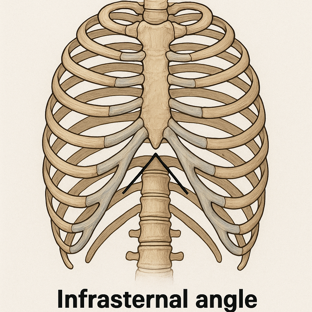 Understanding the Infrasternal Angle (ISA): Why It Matters for Athletic Performance and Rehab