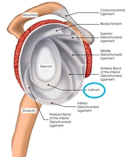 The Hidden Risk: Undersurface Labral Tears in Baseball Pitchers